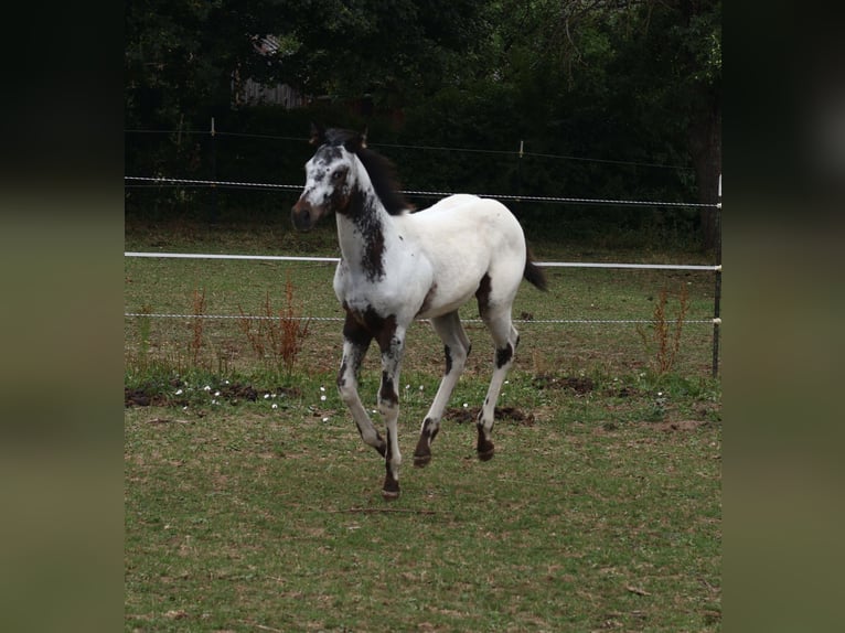 Appaloosa Hengst  155 cm White in Pappenheim/ OT Osterdorf