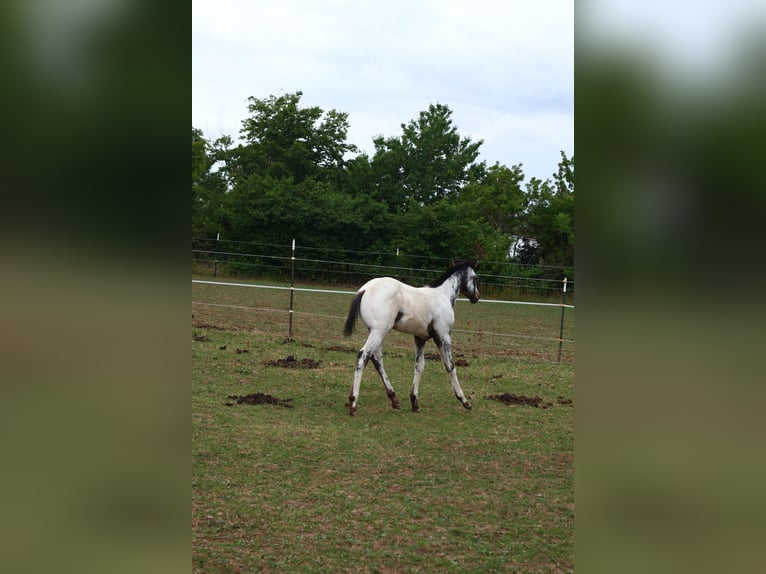 Appaloosa Hengst  155 cm White in Pappenheim/ OT Osterdorf