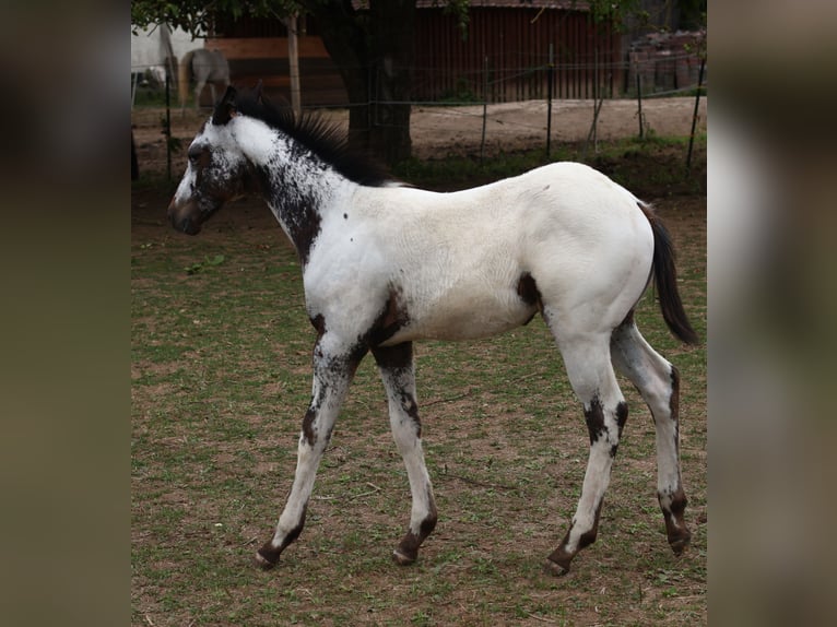 Appaloosa Hengst  155 cm White in Pappenheim/ OT Osterdorf