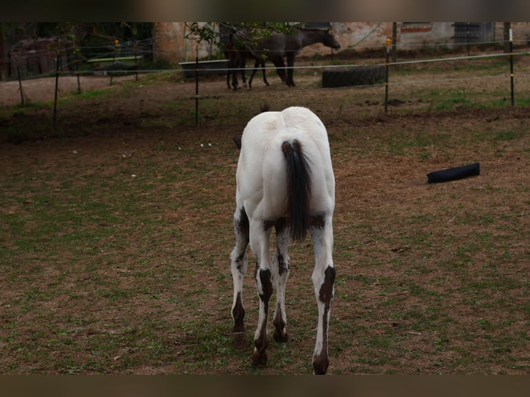 Appaloosa Hengst  155 cm White in Pappenheim/ OT Osterdorf