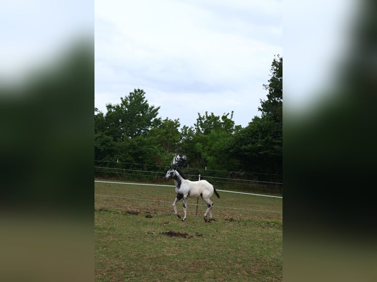 Appaloosa Hengst  155 cm White in Pappenheim/ OT Osterdorf