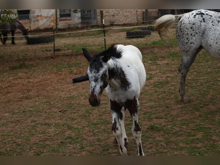 Appaloosa Hengst  155 cm White in Pappenheim/ OT Osterdorf