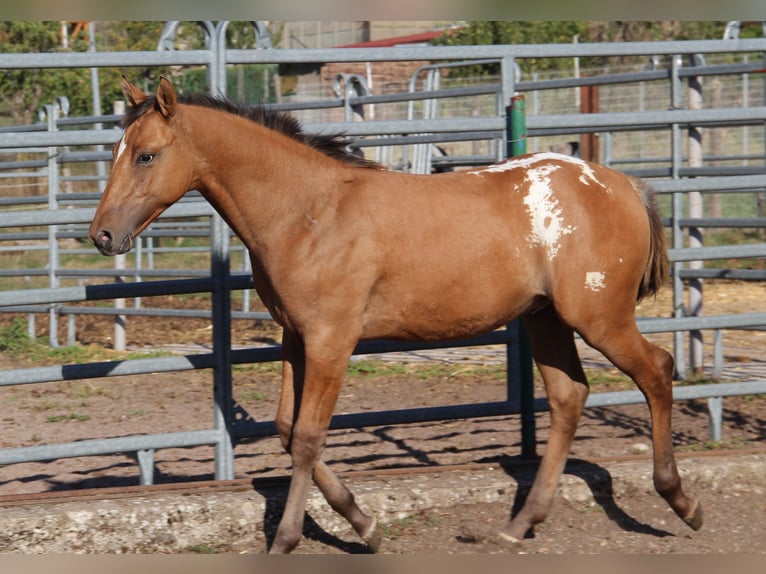 Appaloosa Hengst Fohlen (03/2026) Brauner in Oberbronn