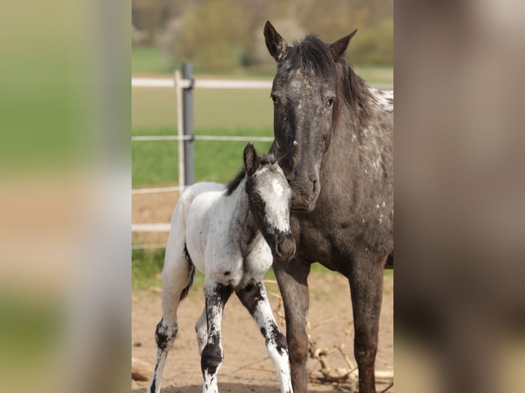 Appaloosa Hengst Fohlen (01/2025) in Poysbrunn