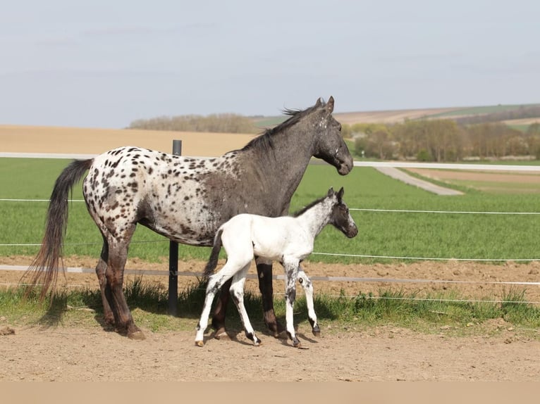 Appaloosa Hengst Fohlen (01/2025) in Poysbrunn