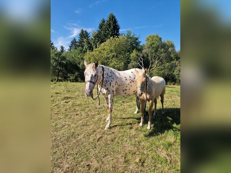 Appaloosa Hengst Fohlen (04/2025) Palomino in Sokolov