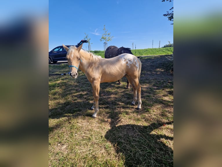 Appaloosa Hengst Fohlen (04/2025) Palomino in Sokolov