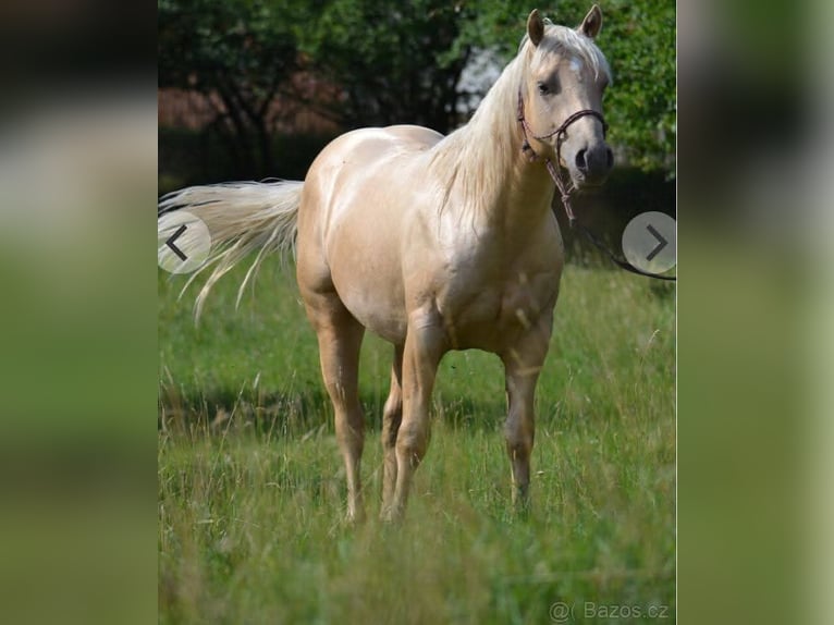 Appaloosa Hengst Fohlen (04/2025) Palomino in Sokolov