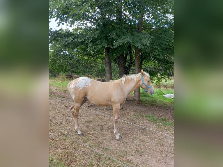 Appaloosa Hengst Fohlen (04/2025) Palomino in Sokolov