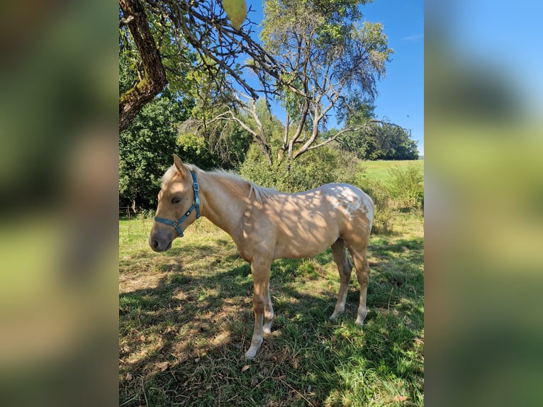 Appaloosa Hengst Fohlen (04/2025) Palomino in Sokolov