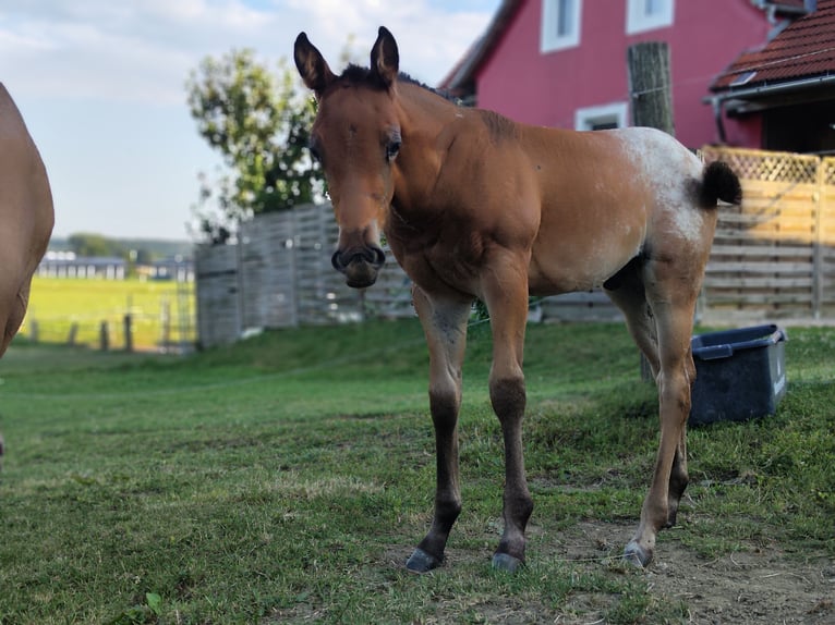 Appaloosa Hengst Fohlen (05/2026) Roan-Bay in Fehring Steiermark