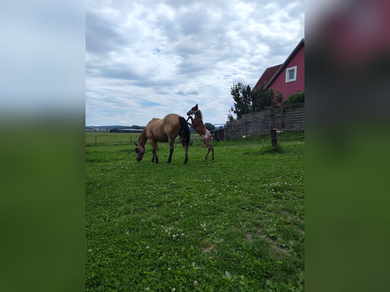 Appaloosa Hengst Fohlen (05/2026) Roan-Bay in Fehring Steiermark