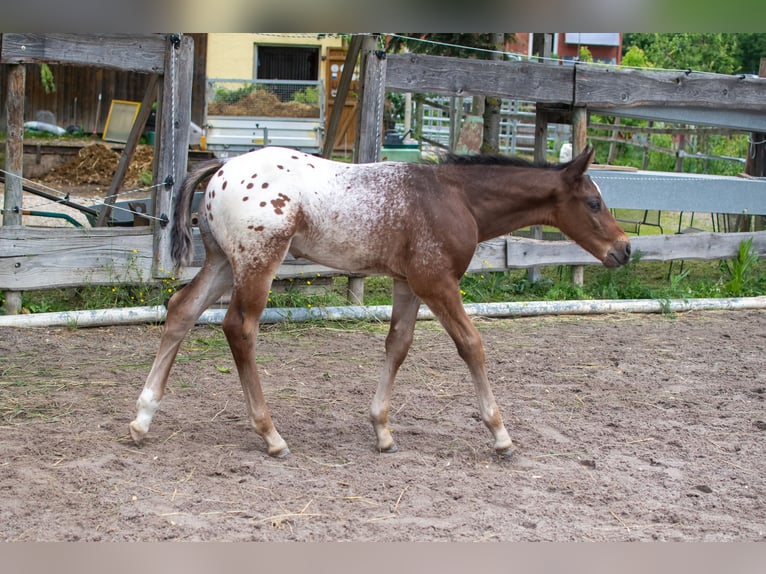 Appaloosa Hengst Fohlen (04/2024) Roan-Bay in Dörzbach