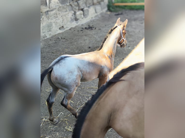 Appaloosa Hengst Fohlen (05/2026) Roan-Blue in Fehring Steiermark
