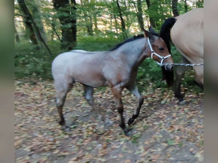 Appaloosa Hengst Fohlen (05/2026) Roan-Blue in Fehring Steiermark