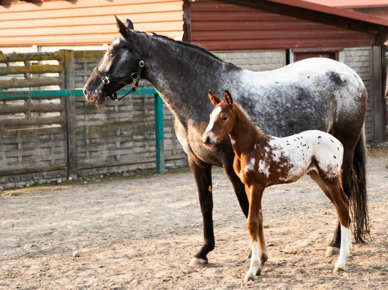 Appaloosa Mix Hengst Fohlen (01/2026)  in Sierczynek