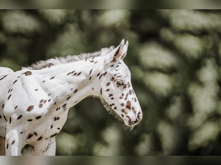 Appaloosa Hengst Fohlen (05/2026) Tigerschecke in Schüpfheim