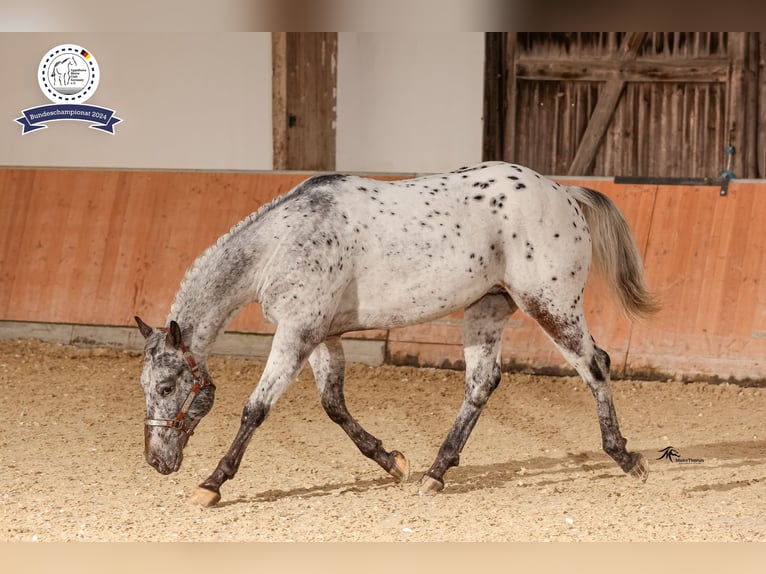 Appaloosa Hengst in Munningen