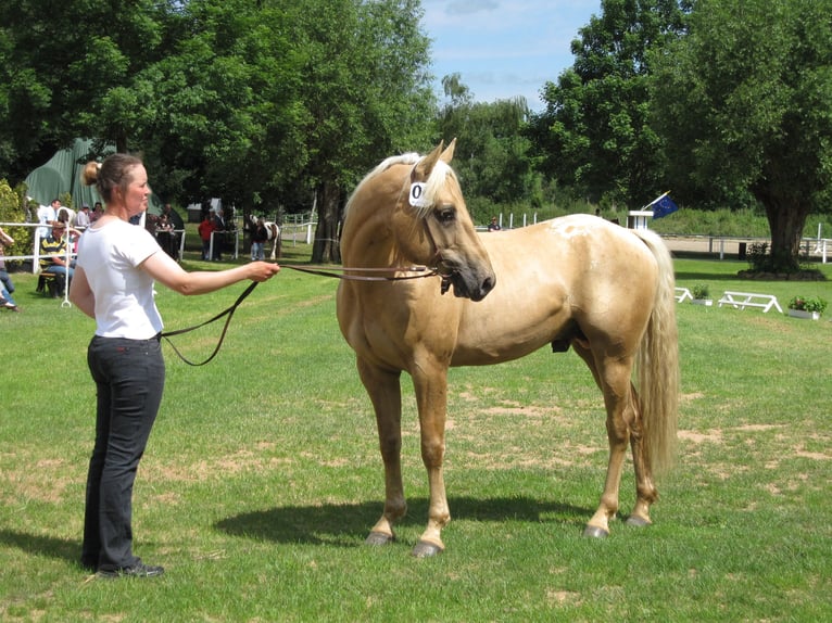 Appaloosa Hengst Palomino in Schieder-Schwalenberg