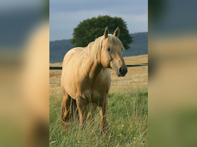 Appaloosa Hengst Palomino in Schieder-Schwalenberg