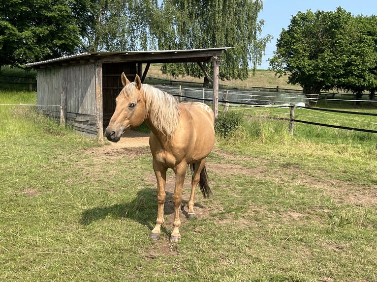Appaloosa Hengst Palomino in Schieder-Schwalenberg