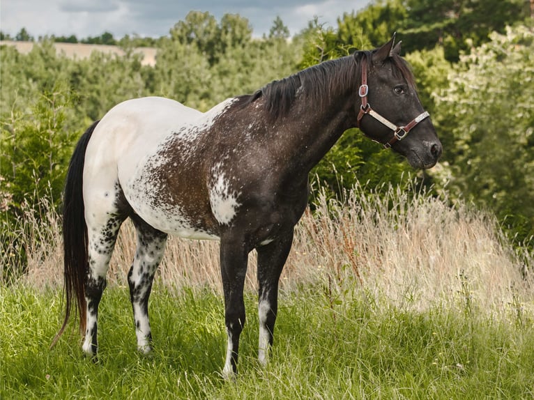 Appaloosa Hengst  in Brno