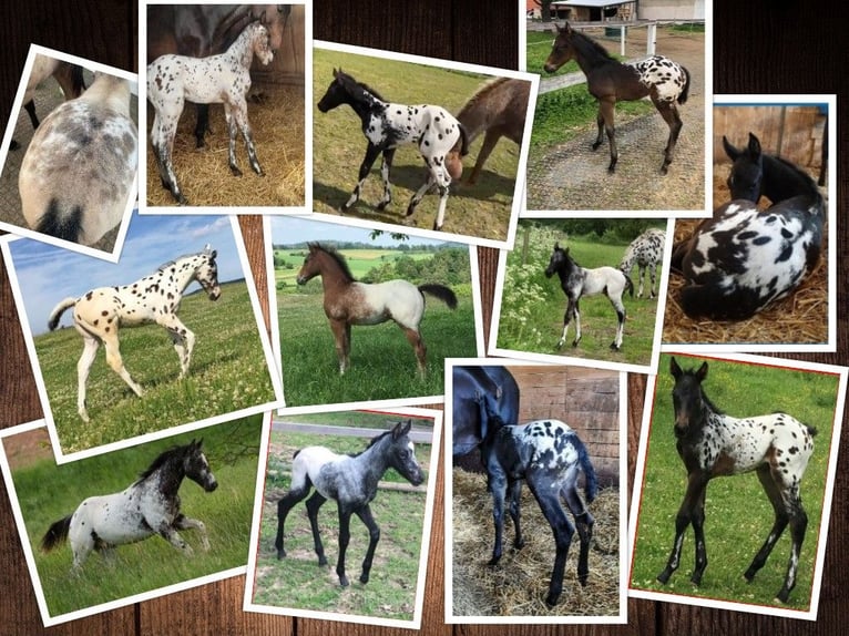 Appaloosa Hengst in Brno