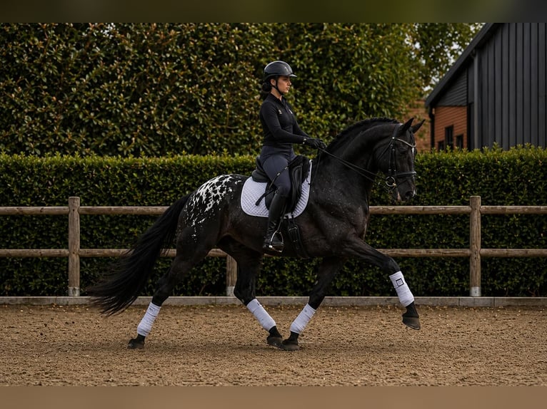 Appaloosa Hengst Rappe in Fuentesauco