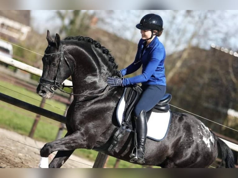 Appaloosa Hengst Rappe in Fuentesauco