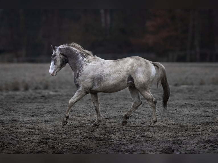 Appaloosa Hengst Tigerschecke in Geldern