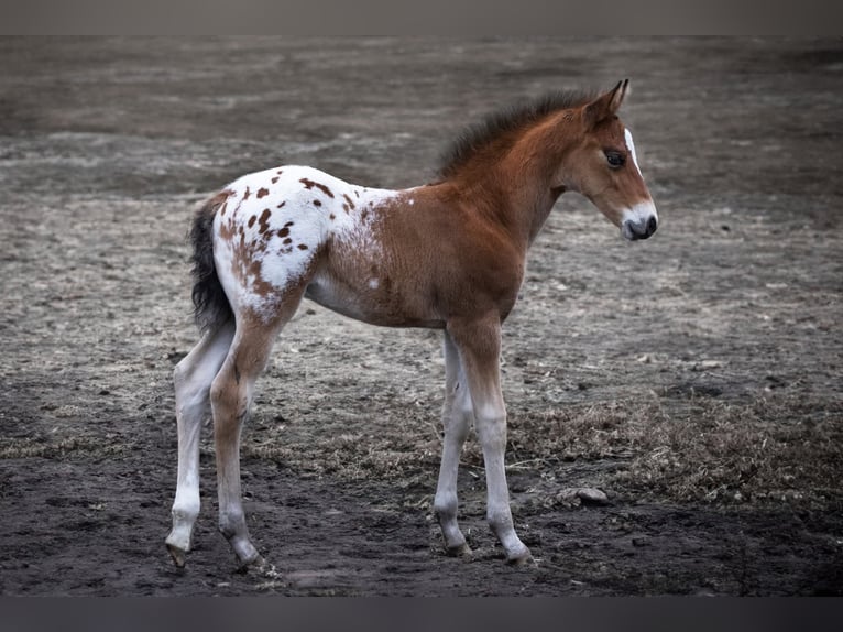 Appaloosa Hengst Tigerschecke in Geldern