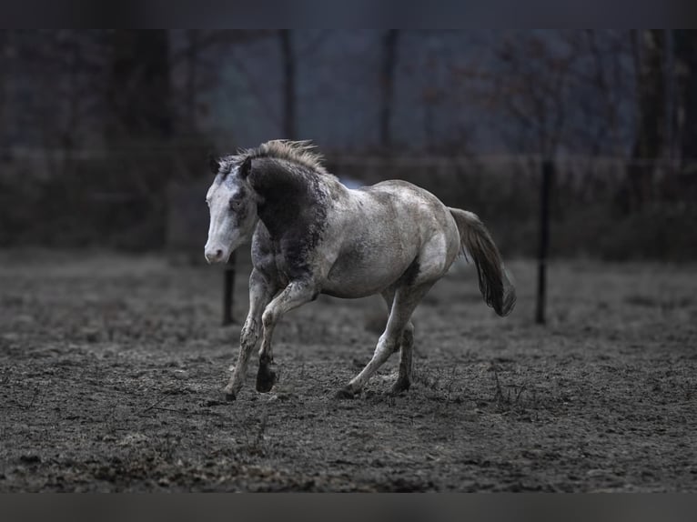 Appaloosa Hengst Tigerschecke in Geldern