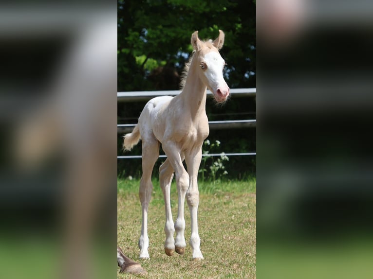 Appaloosa Hengst Tigerschecke in Geldern