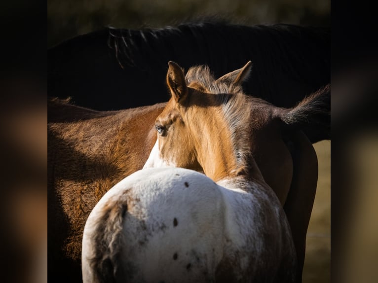 Appaloosa Hengst Tigerschecke in Geldern