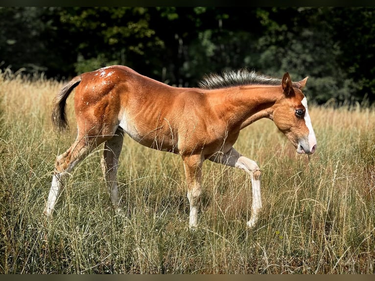 Appaloosa Hengst Tigerschecke in Geldern