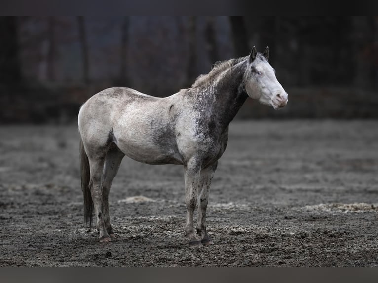 Appaloosa Hengst Tigerschecke in Geldern