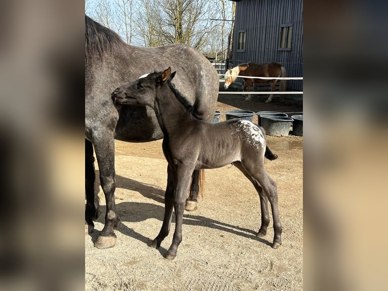 Appaloosa Hengst Tigerschecke in Geldern