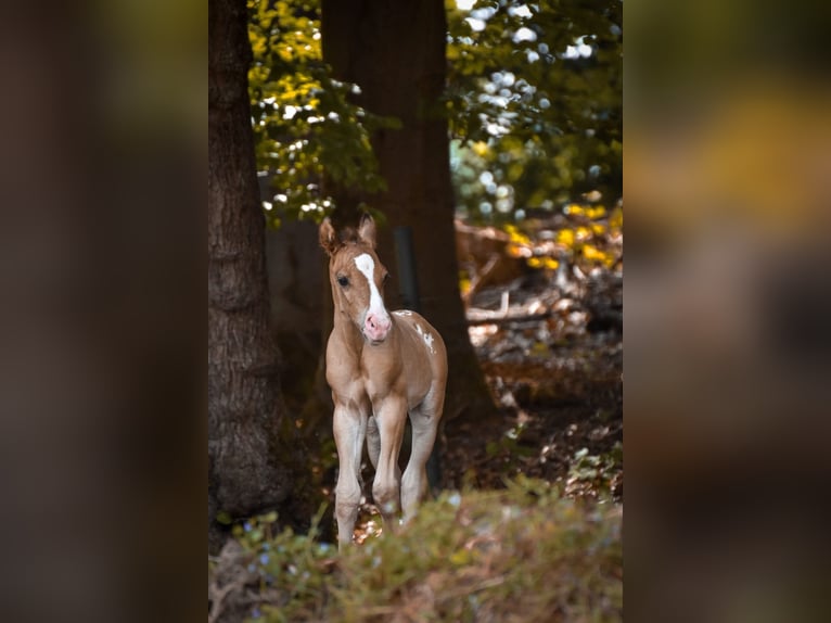 Appaloosa Hengst Tigerschecke in Geldern