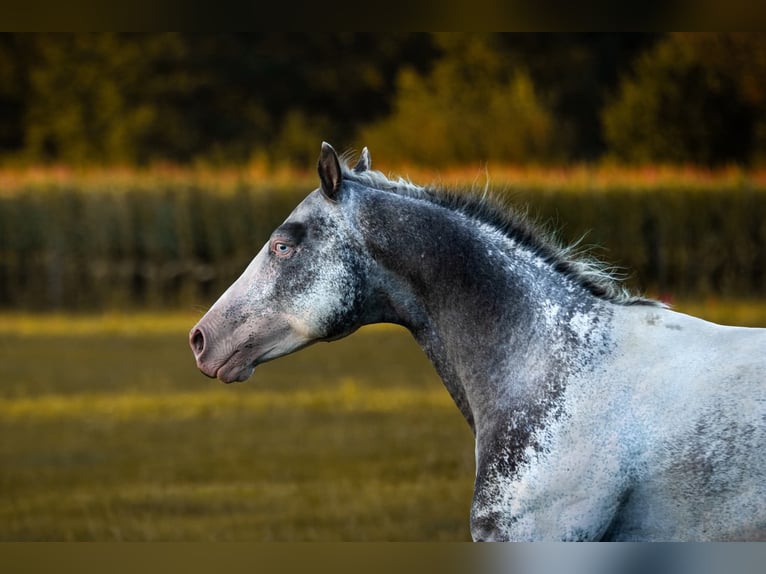 Appaloosa Hengst Tigerschecke in Geldern