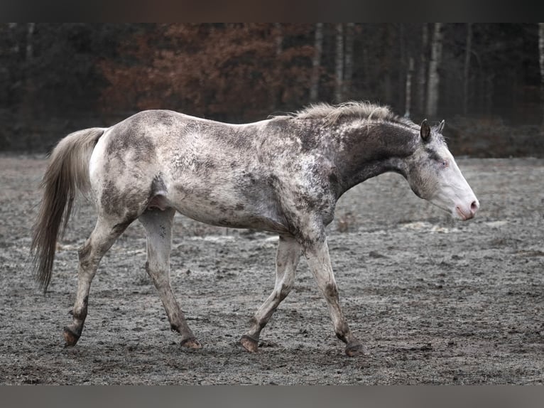 Appaloosa Hengst Tigerschecke in Geldern