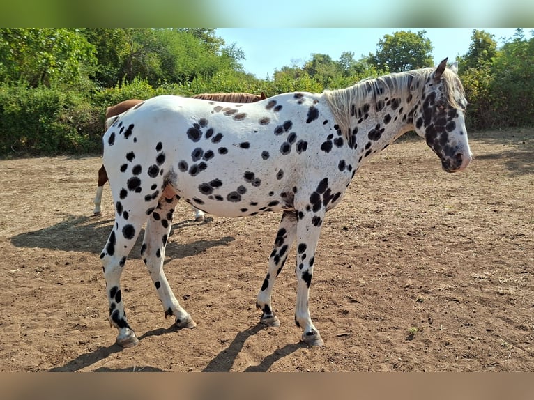 Appaloosa Hengst Tigerschecke in CERSOT Appaloosa Hengst Tigerschecke in CERSOT