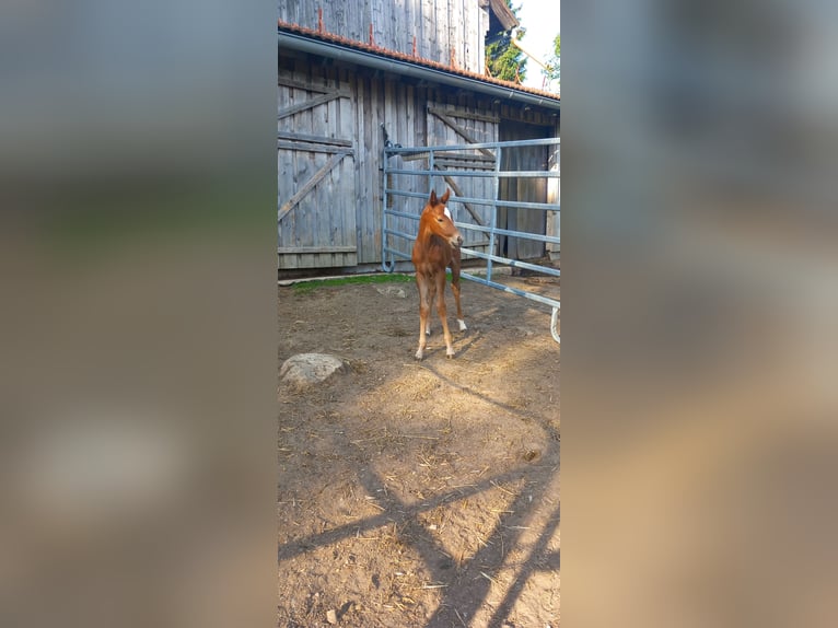 Appaloosa Hengst Tigerschecke in Mauth