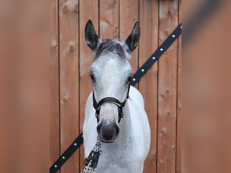 Appaloosa Hengst Veulen (03/2026) 123 cm Zwart in Stašov