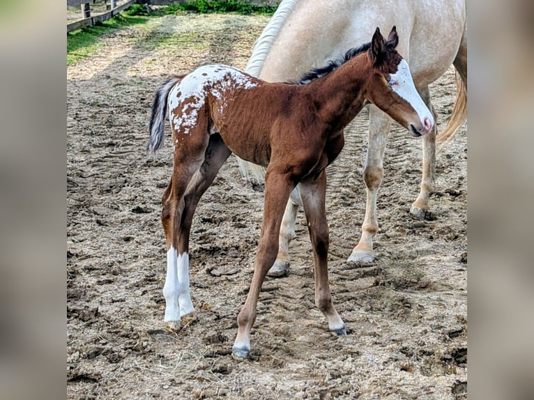 Appaloosa Hengst Veulen (05/2026) 150 cm Bruin in Brand