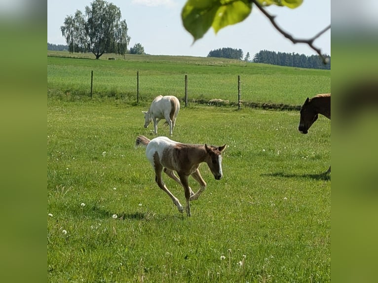 Appaloosa Hengst Veulen (05/2026) 150 cm Bruin in Brand