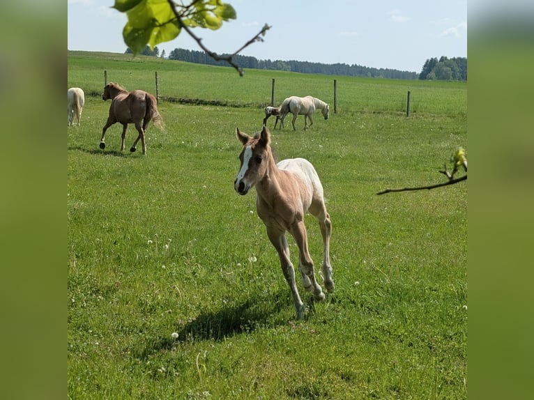 Appaloosa Hengst Veulen (05/2026) 150 cm Bruin in Brand