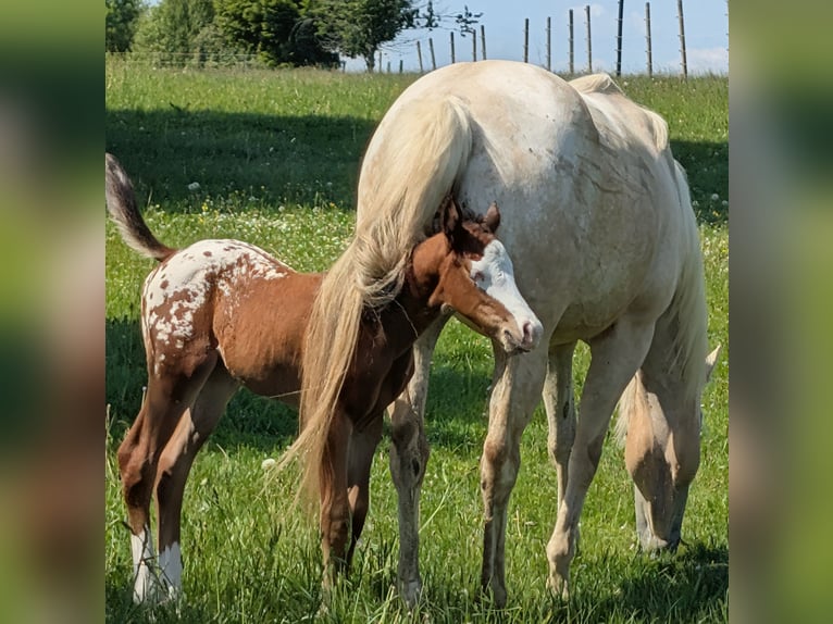 Appaloosa Hengst Veulen (05/2026) 150 cm Bruin in Brand