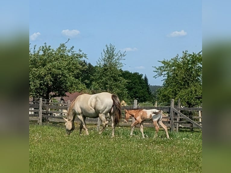 Appaloosa Hengst Veulen (05/2026) 150 cm Bruin in Brand