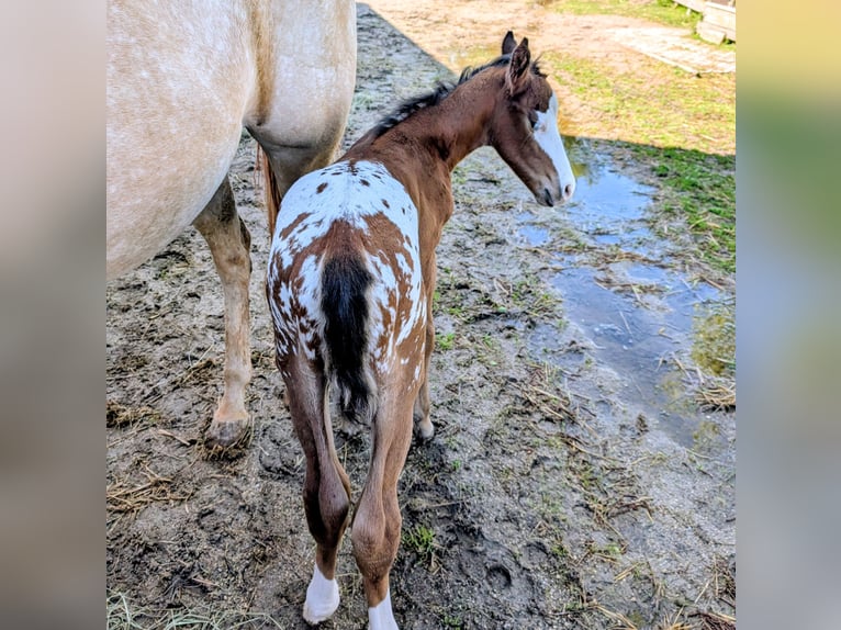 Appaloosa Hengst Veulen (05/2026) 150 cm Bruin in Brand