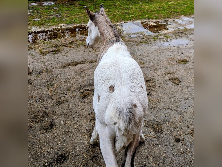 Appaloosa Hengst Veulen (05/2026) 150 cm Bruin in Brand